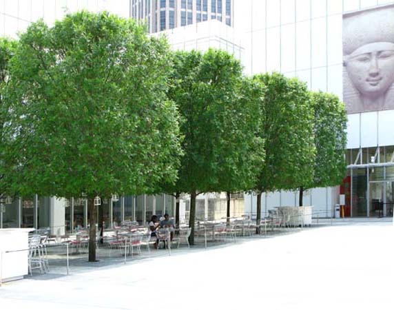 Clipped Trees in the Piazza Bosco | Woodruff Arts Center Site Design